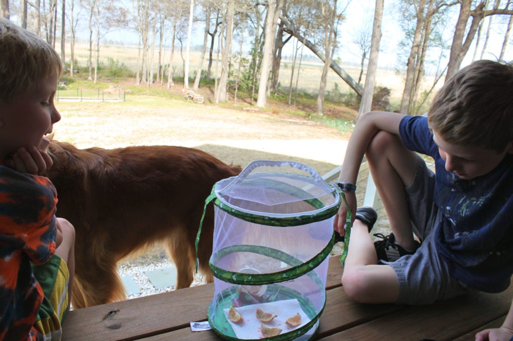 Raising butterflies at home