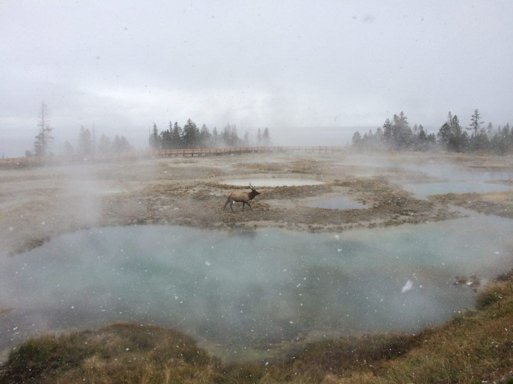 Family Trip to Yellowstone National Park