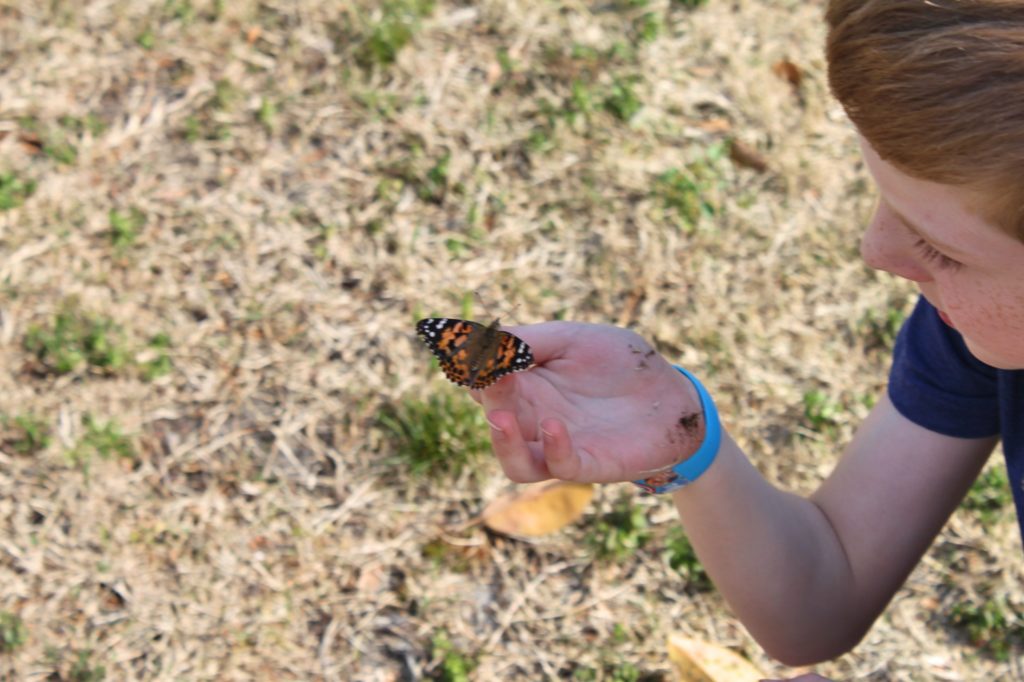 Raising butterflies at home