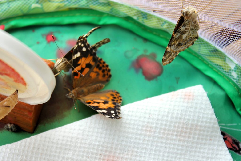 Raising butterflies at home STEM activities