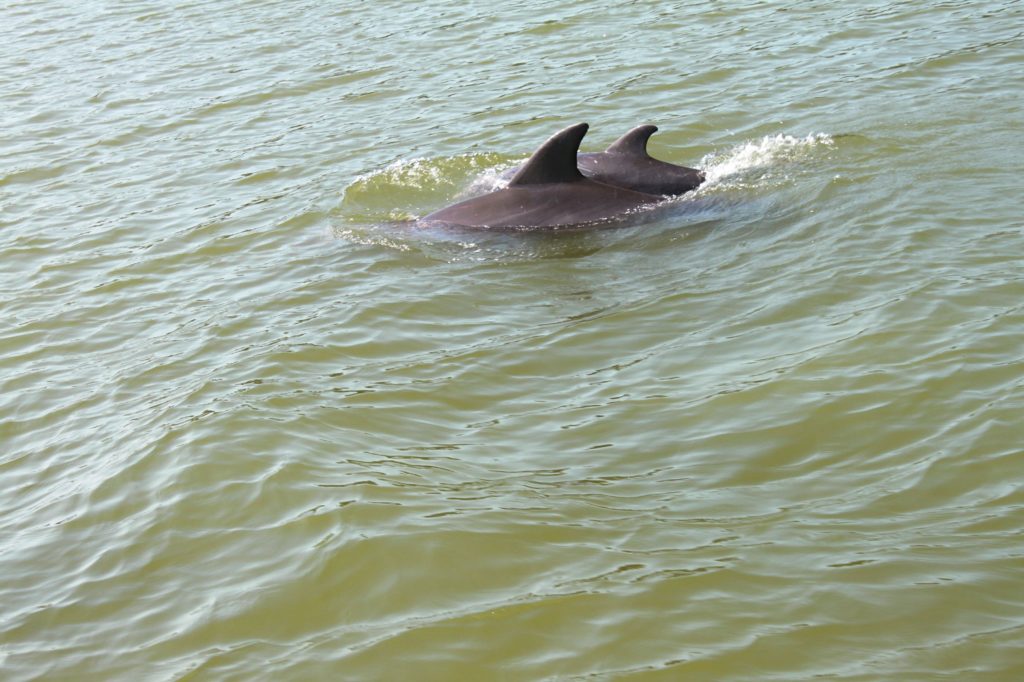 Dolphins in the Florida Everglades