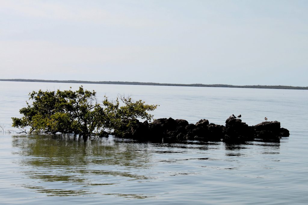Florida Everglades National Park Ten Thousand Islands