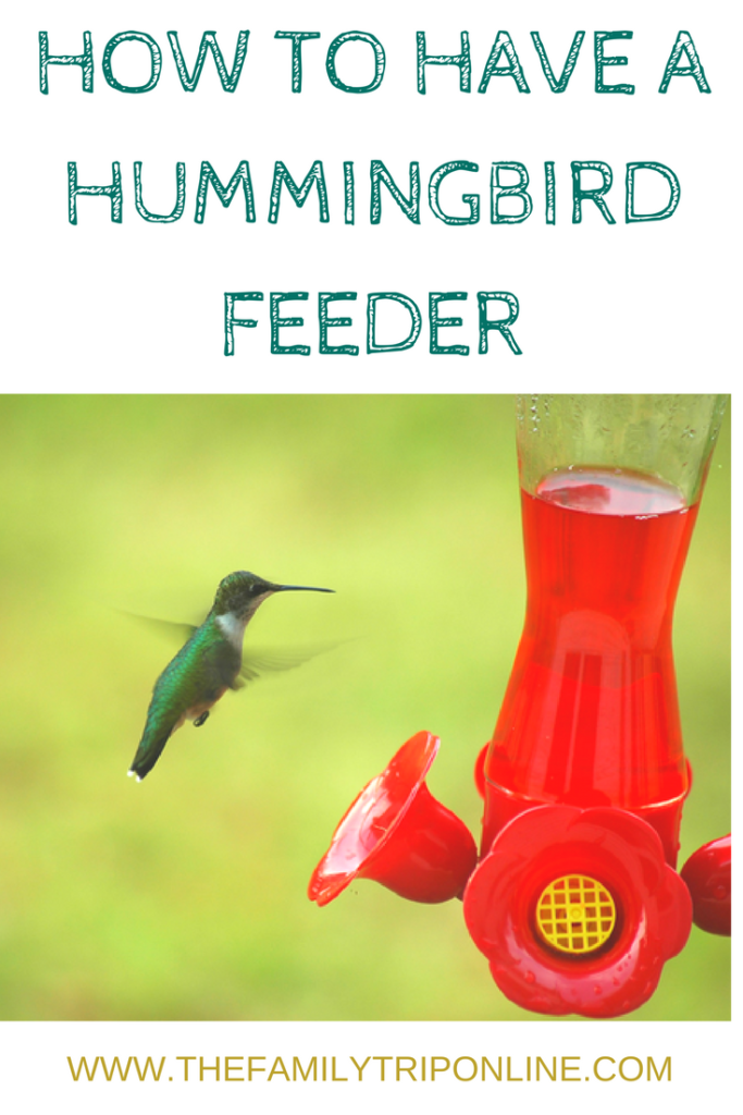 tips to having a hummingbird feeder