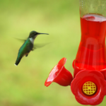 how to have a hummingbird feeder