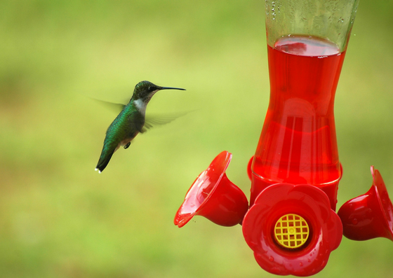 how to have a hummingbird feeder