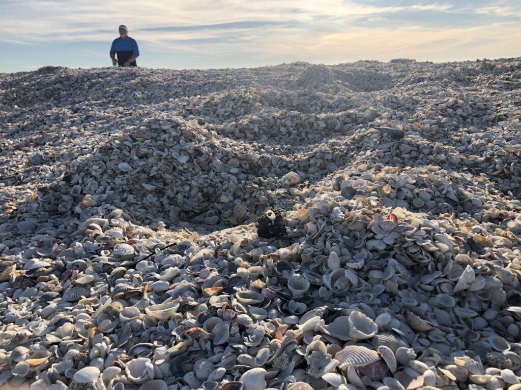 Boca Grande Shell beach Florida