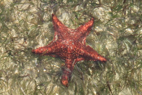 Starfish Beach Grand Cayman