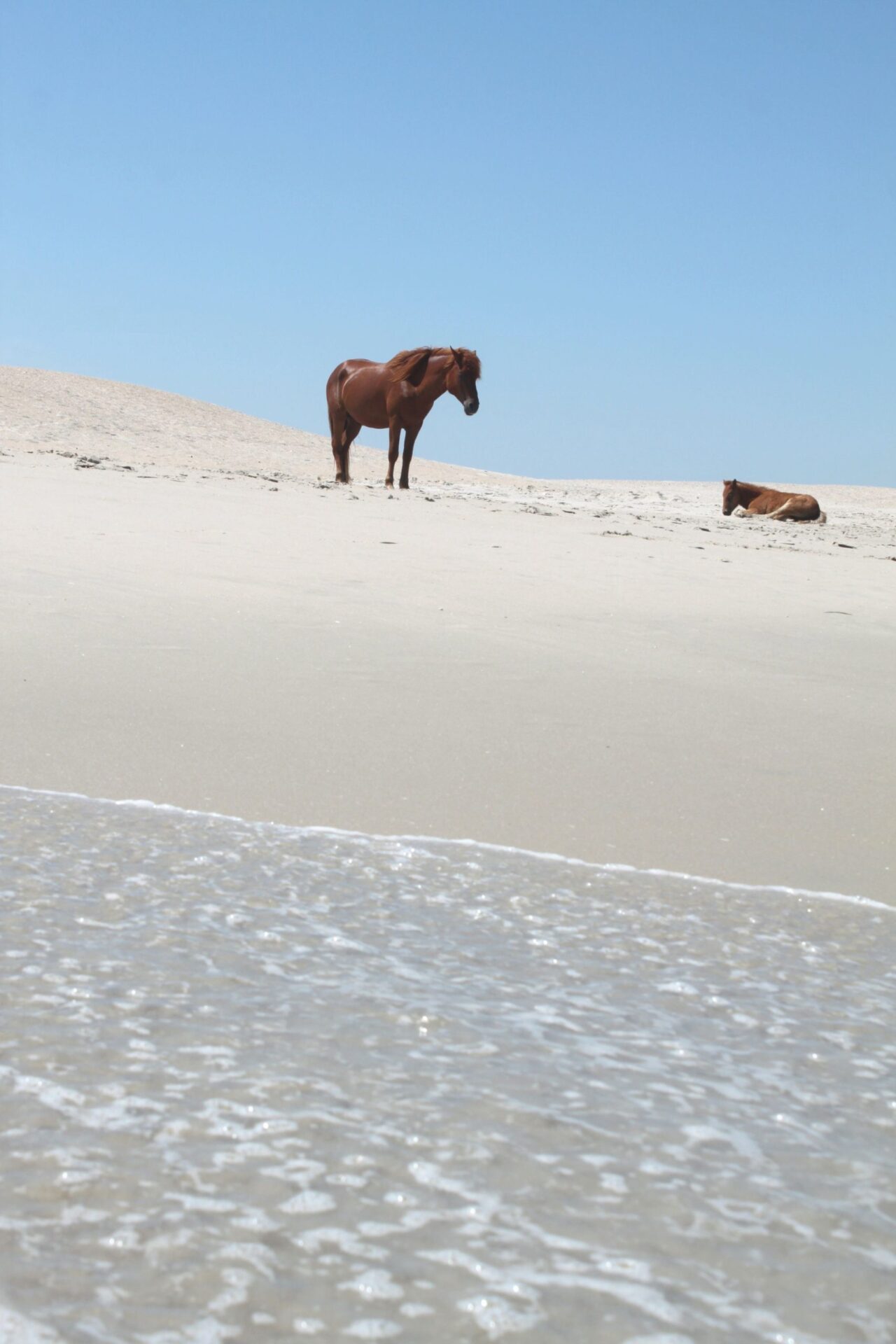 Assateague-Island-Horses