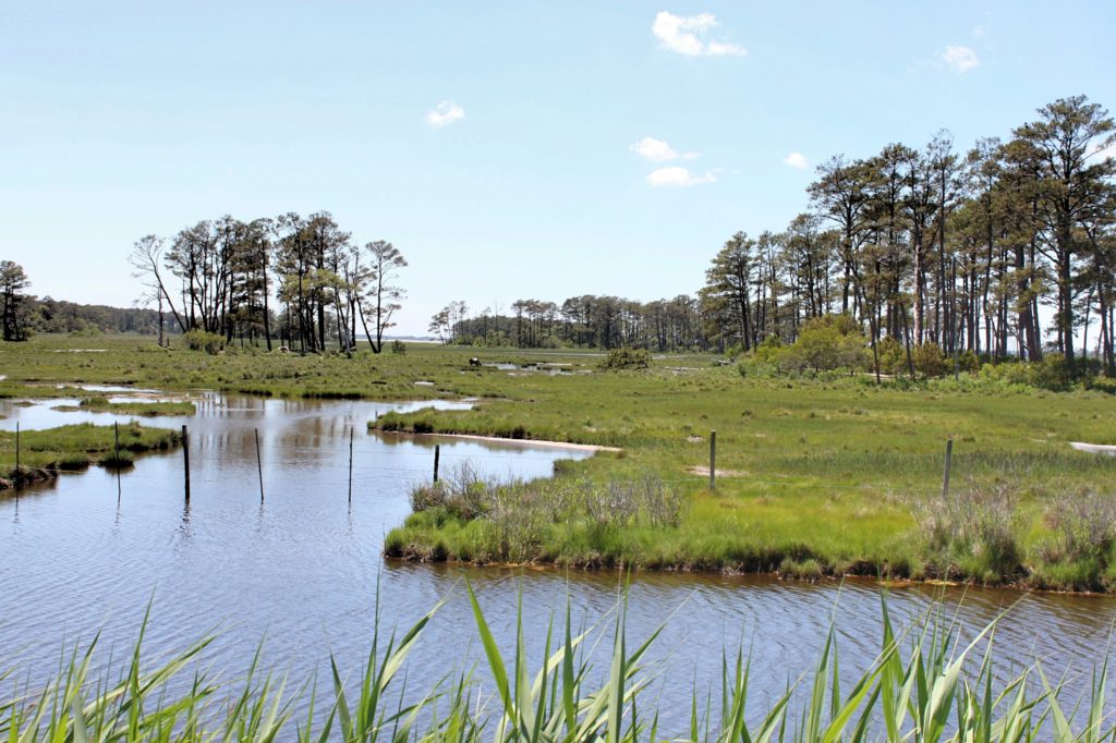 Chincoteague Island