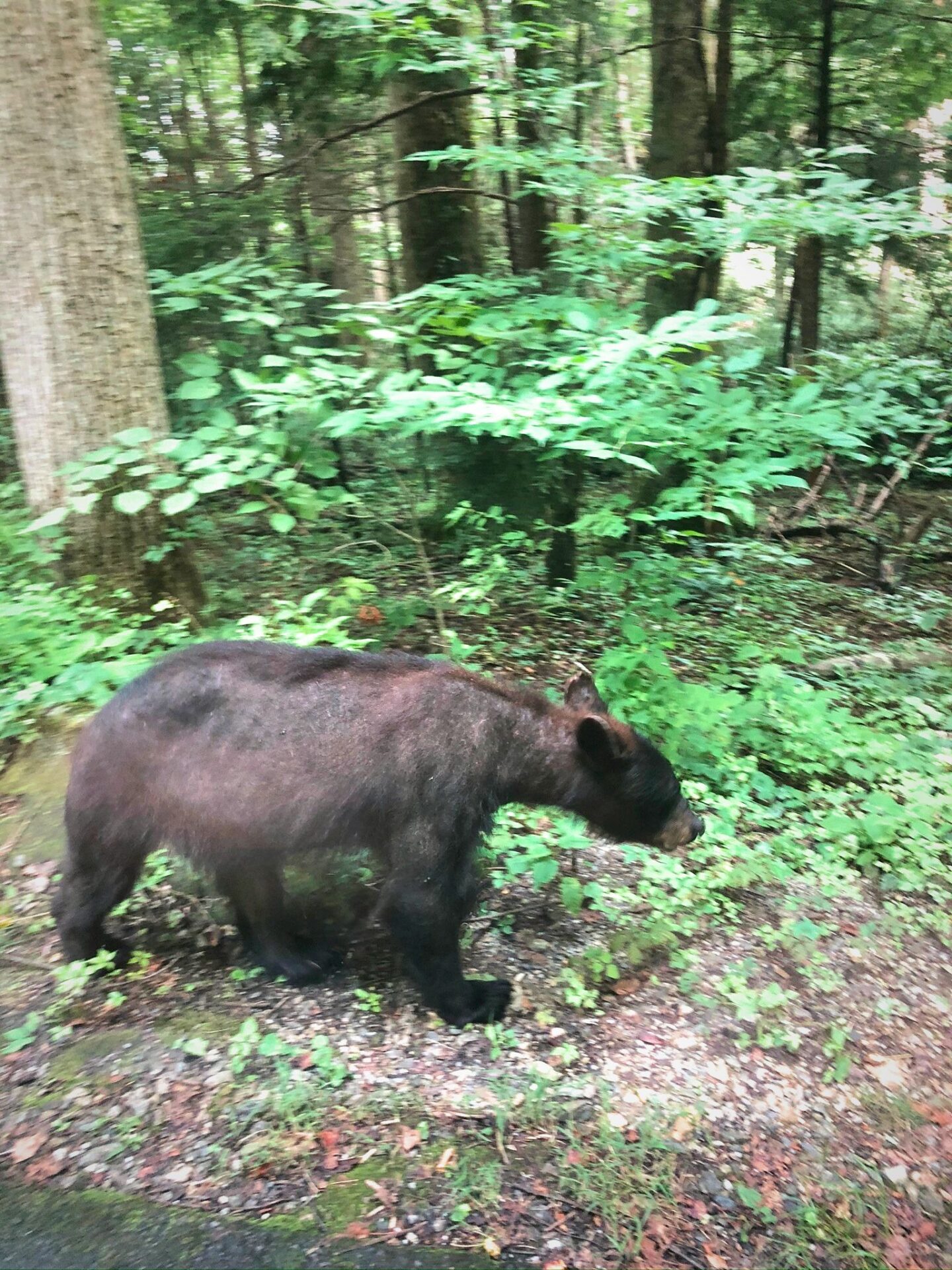 Great Smoky Mountains National Park bear