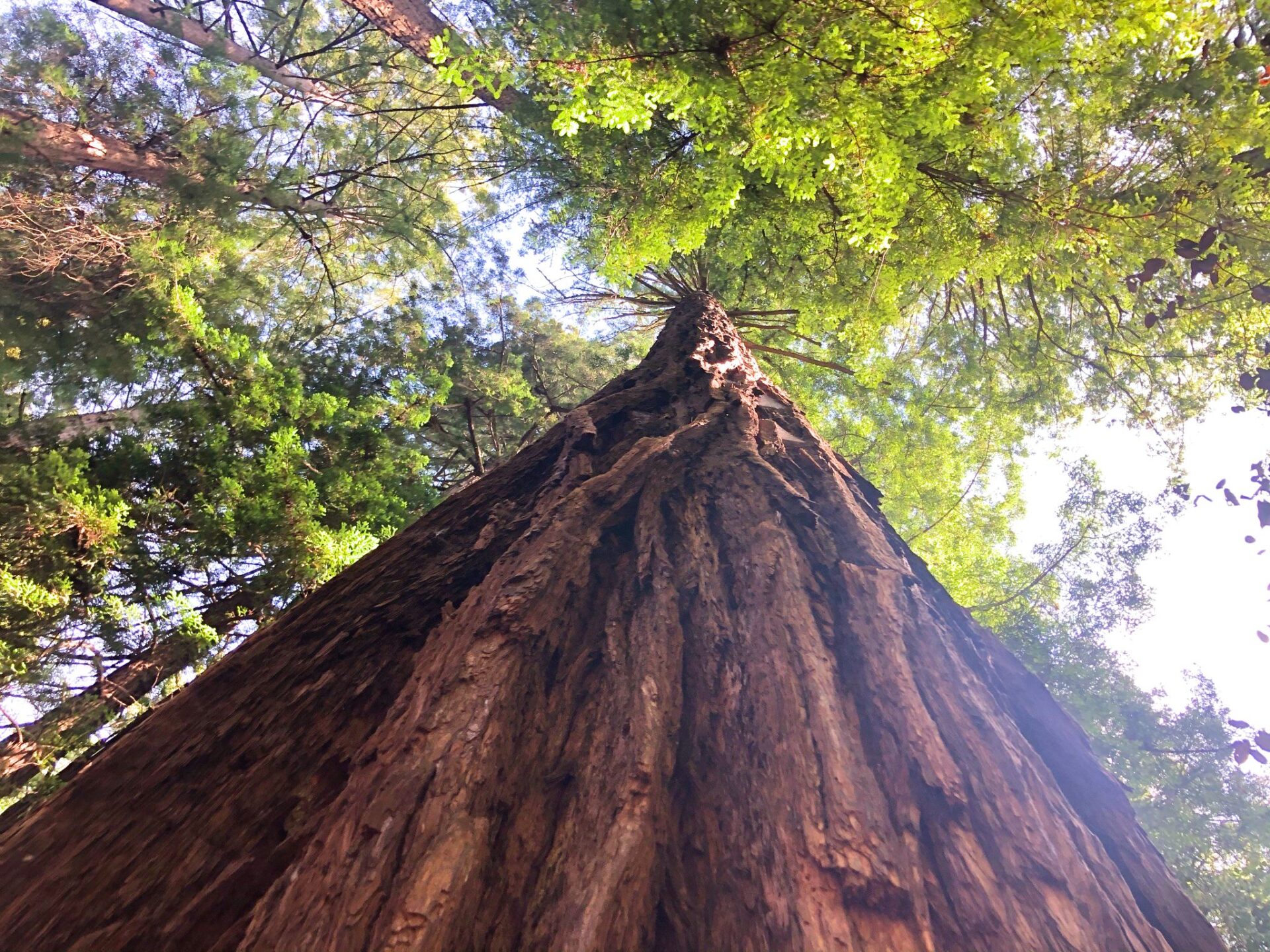 Why You Need to See Muir Woods – & Then Keep Going
