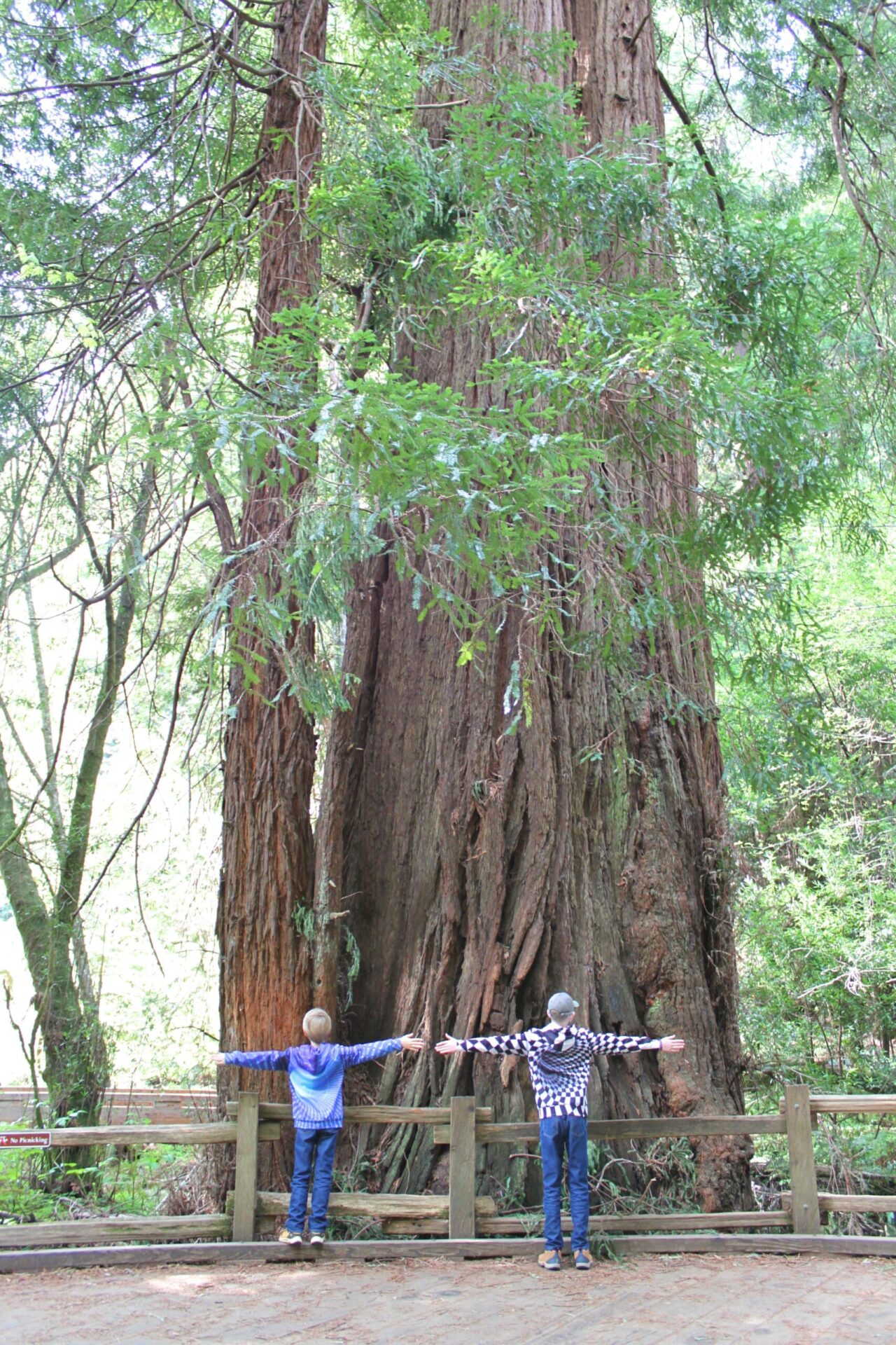 Muir Woods with Kids California (5)