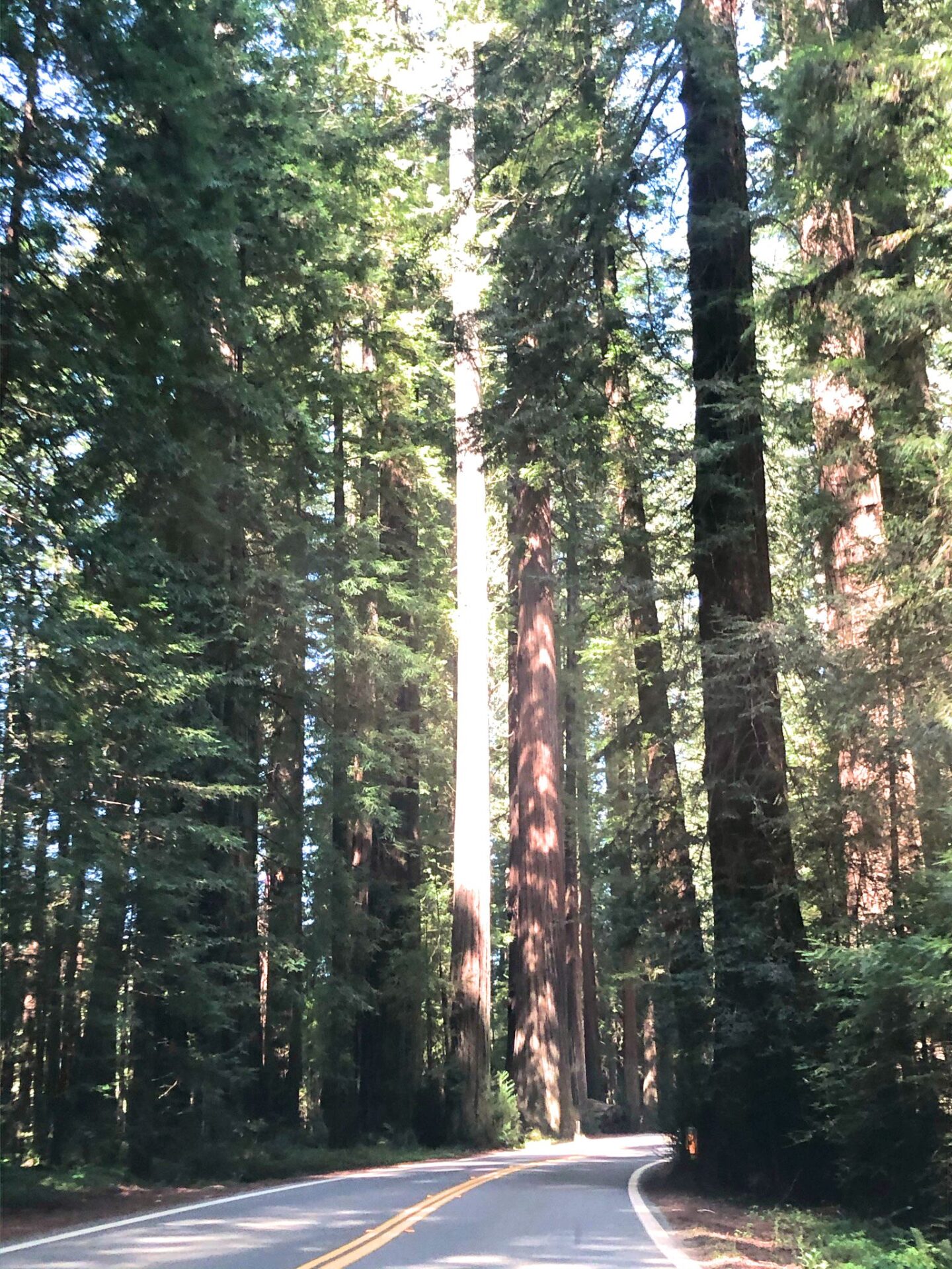 Avenue of the Giants California