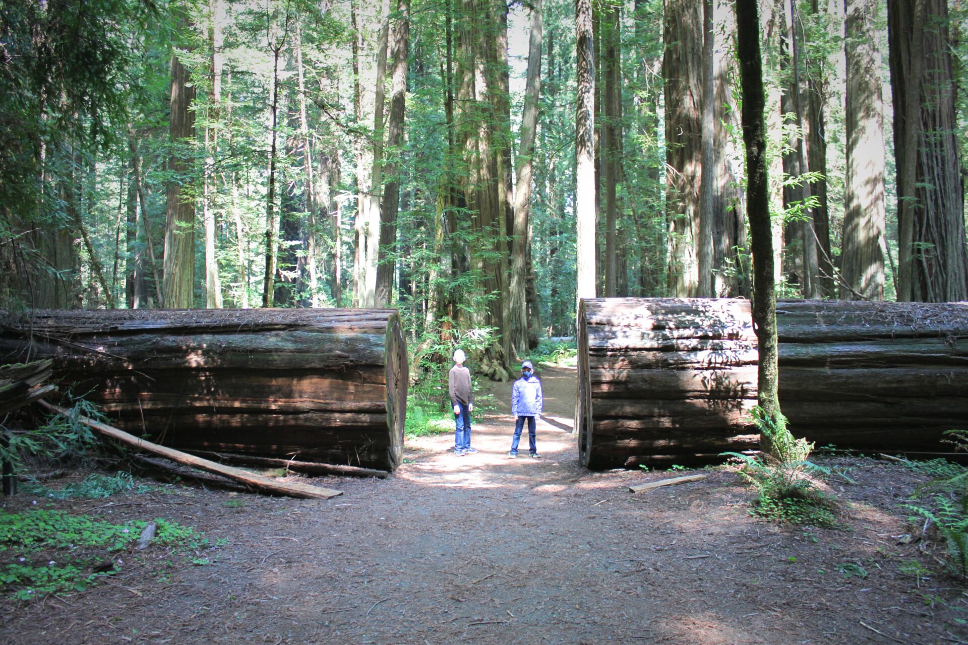 Humboldt State Park Redwoods CA