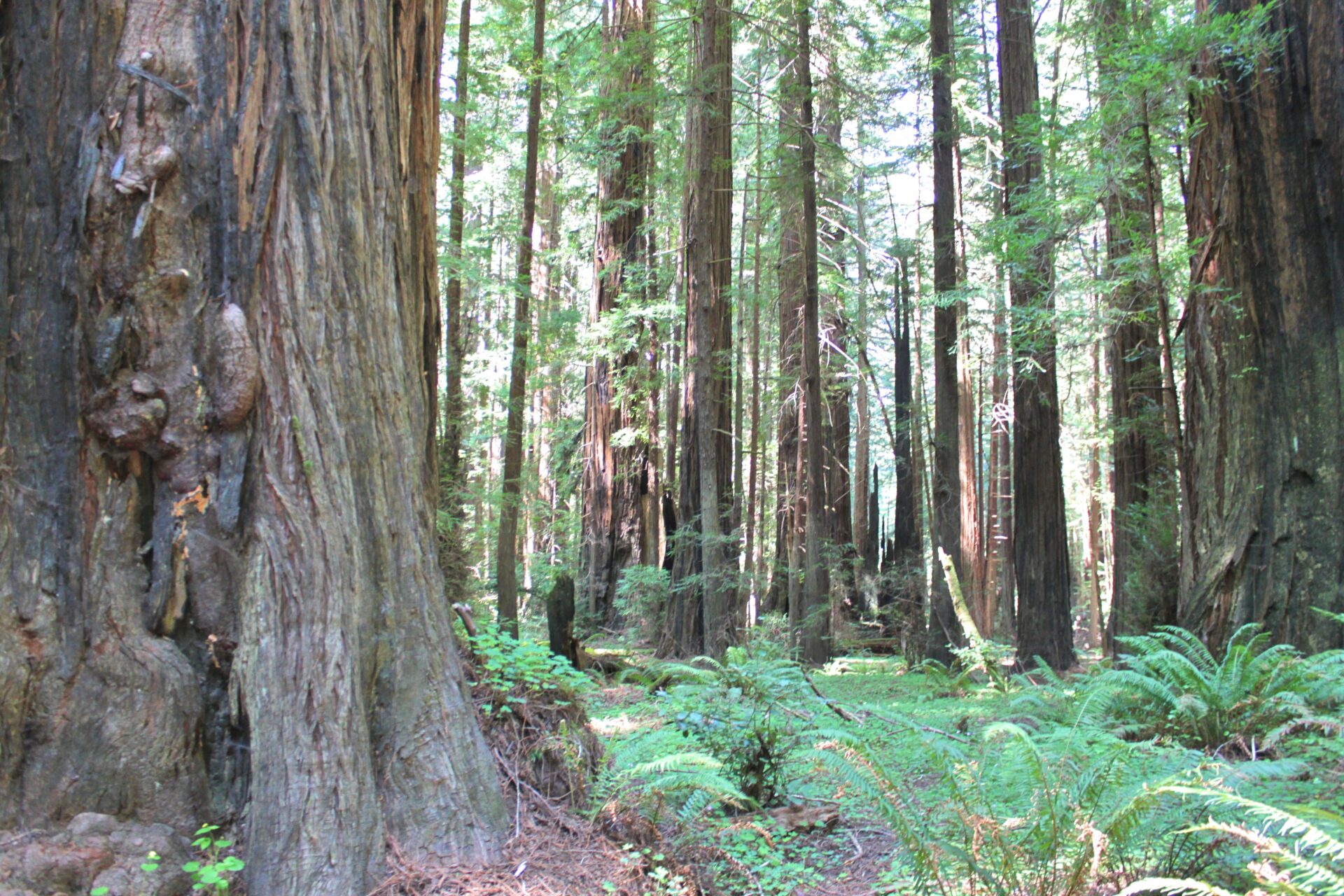 Humboldt State Park Redwoods CA