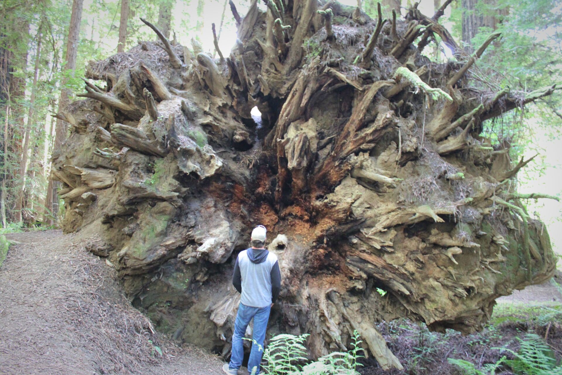 Humboldt State Park Redwoods CA