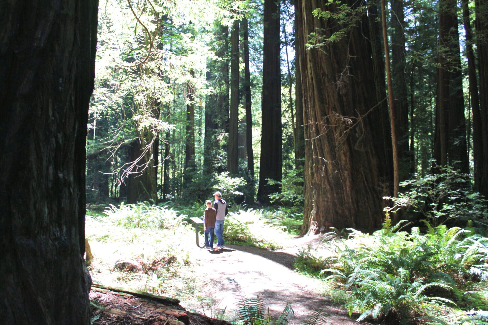 Humboldt State Park Redwoods CA