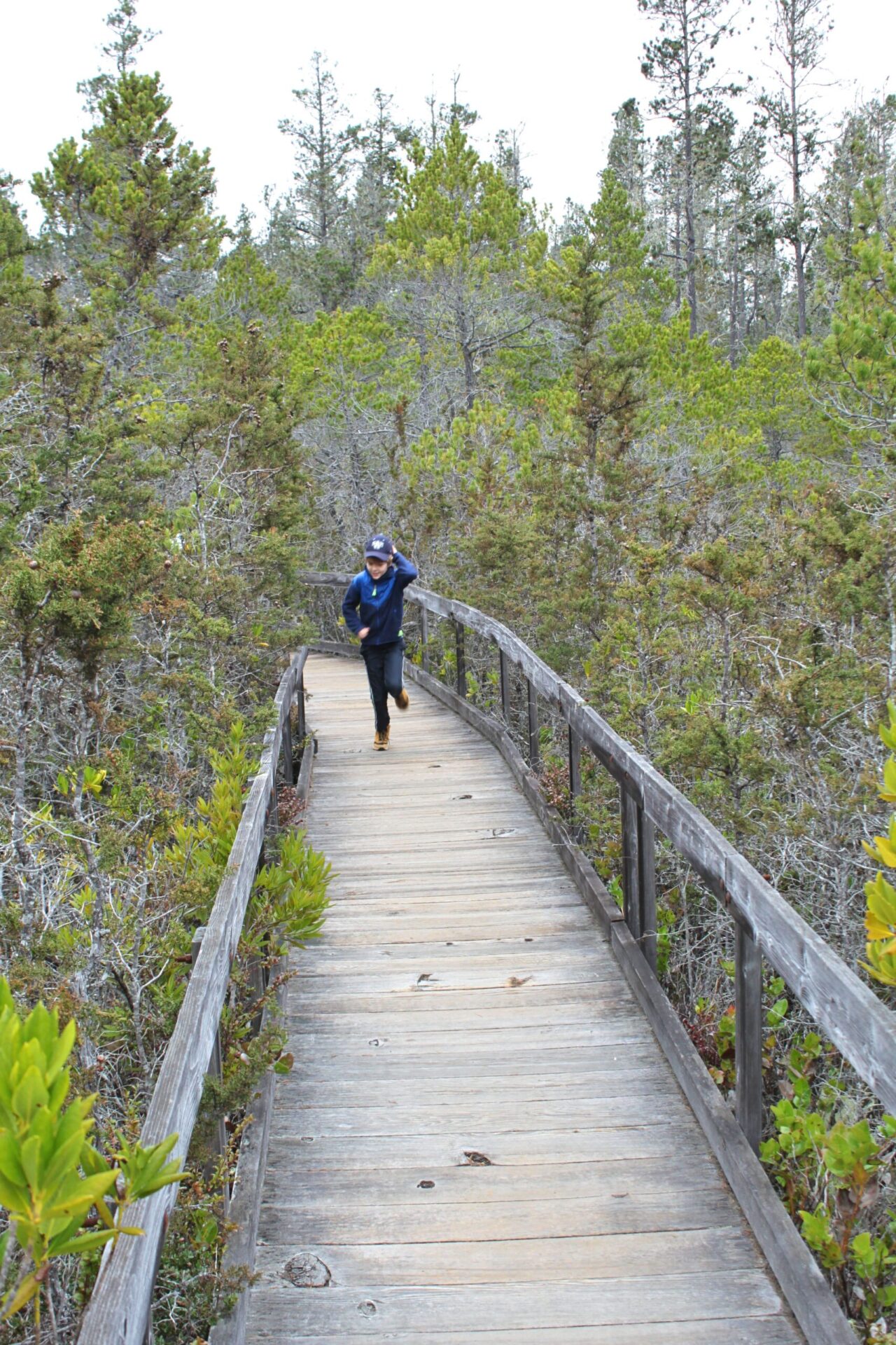 Pygmy Forest Mendocino