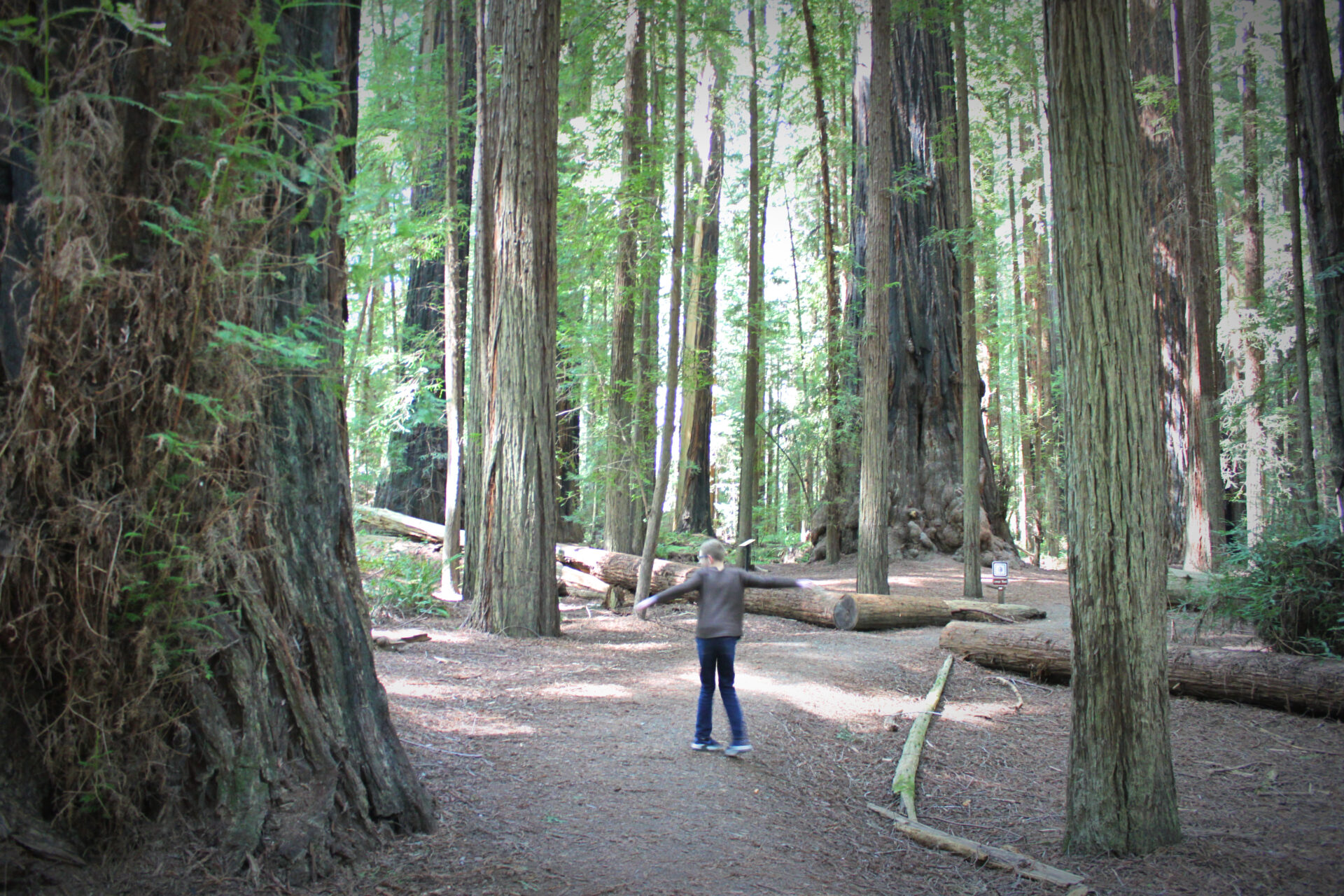 Visiting the Redwood National Park: Why We Dream About This Place