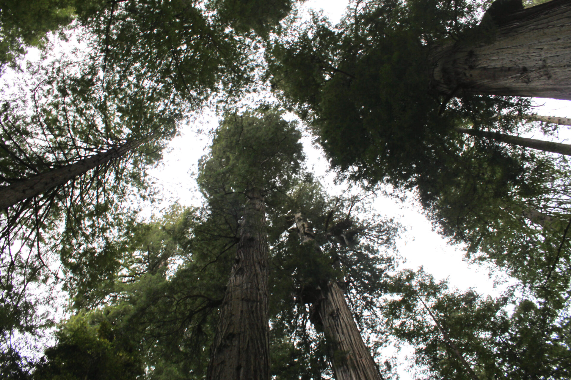 Tips to Visiting Redwoods National Park