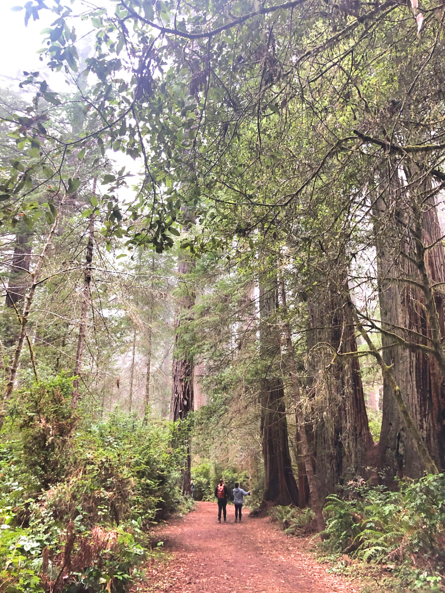 Tips to Visiting Redwoods National Park