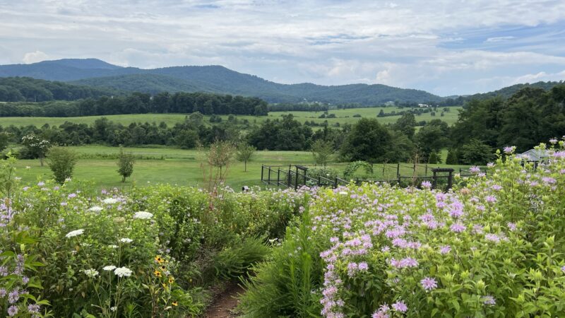 Virginia Wineries