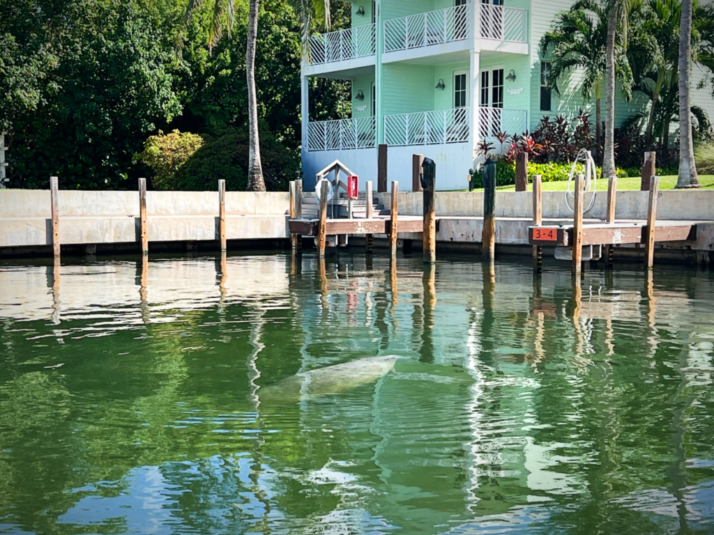 Florida Manatee