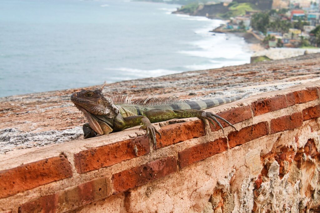 Puerto Rico Visit