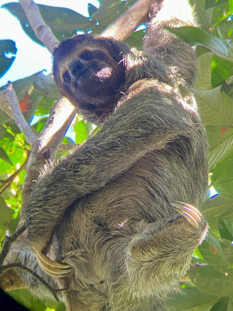 Costa Rica animals