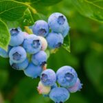 recipes for fresh blueberries