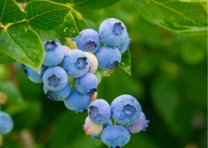 recipes for fresh blueberries