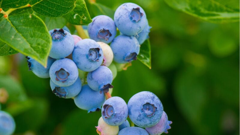 recipes for fresh blueberries