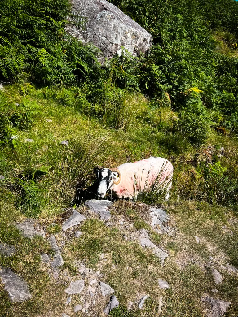 Hiking Ireland Kerry Lisleibane Loop