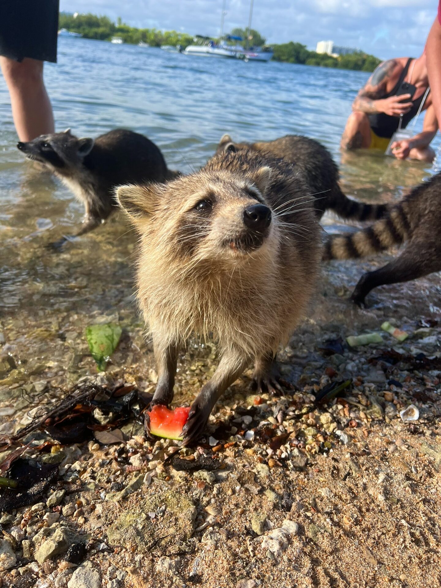 Raccoon Island Miami FL