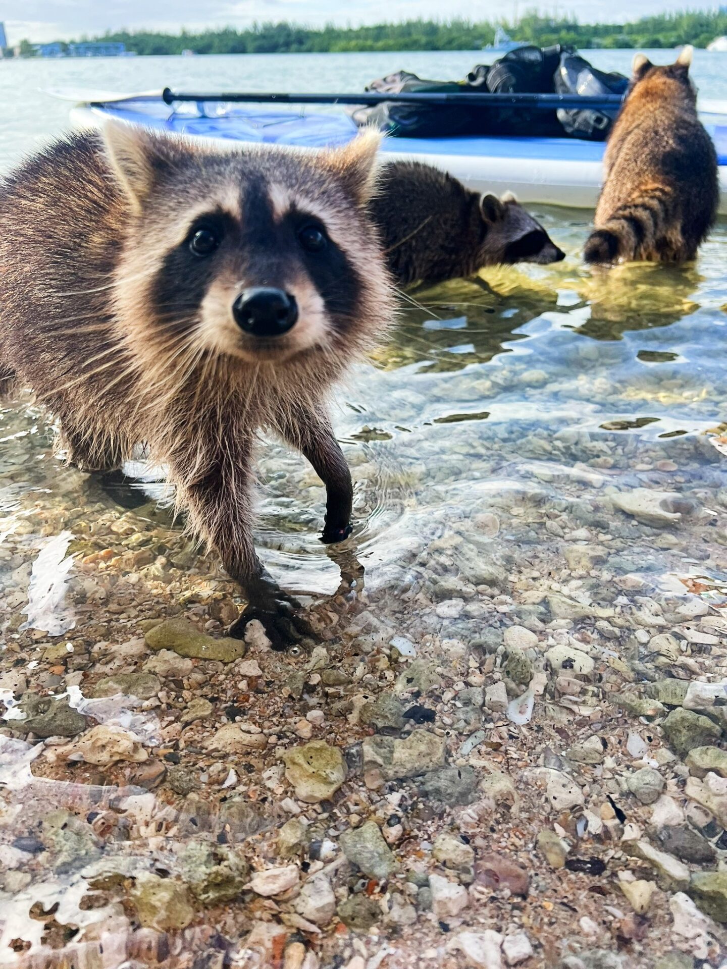 docile raccoons kayaking trip FL