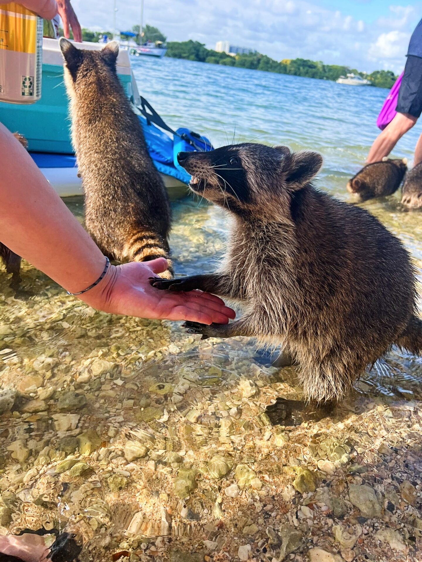 feeding raccoons Miami FL