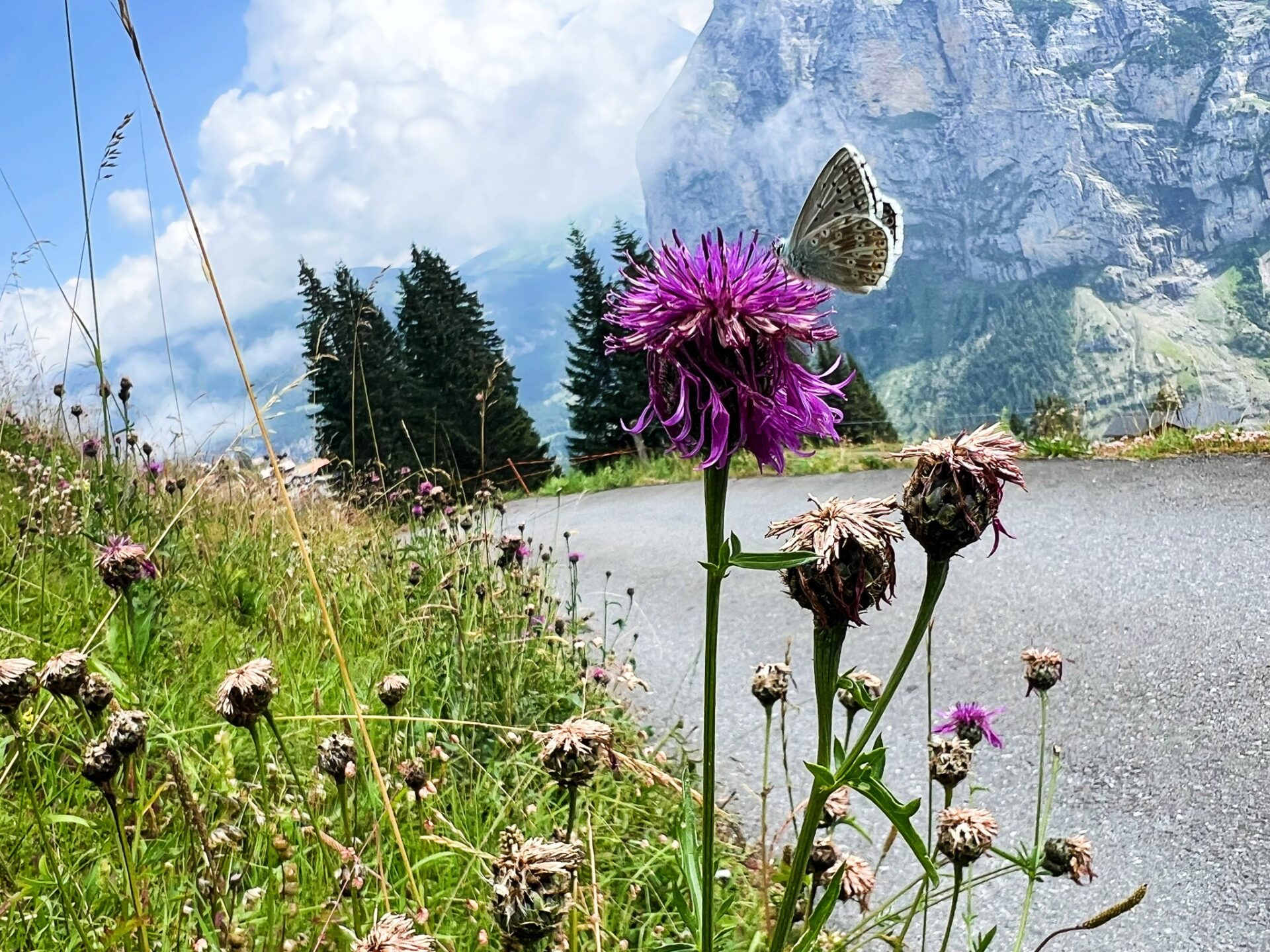 northface trail Switzerland