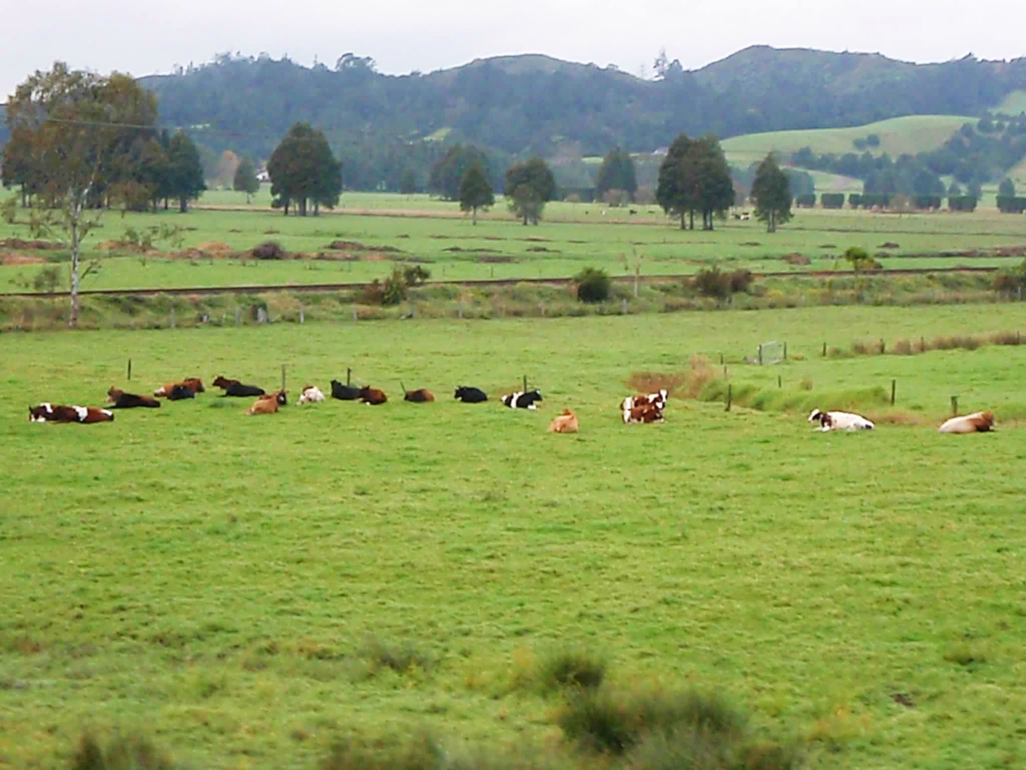 New Zealand countryside