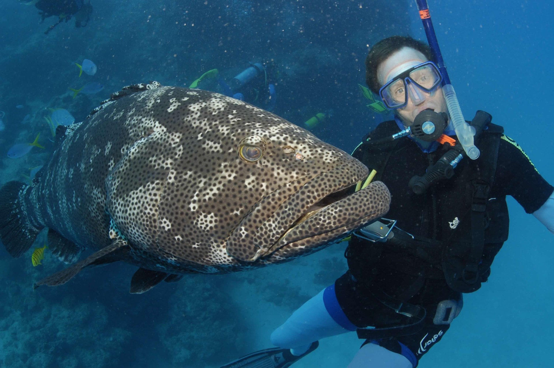 Diving Great Barrier Reef Australia
