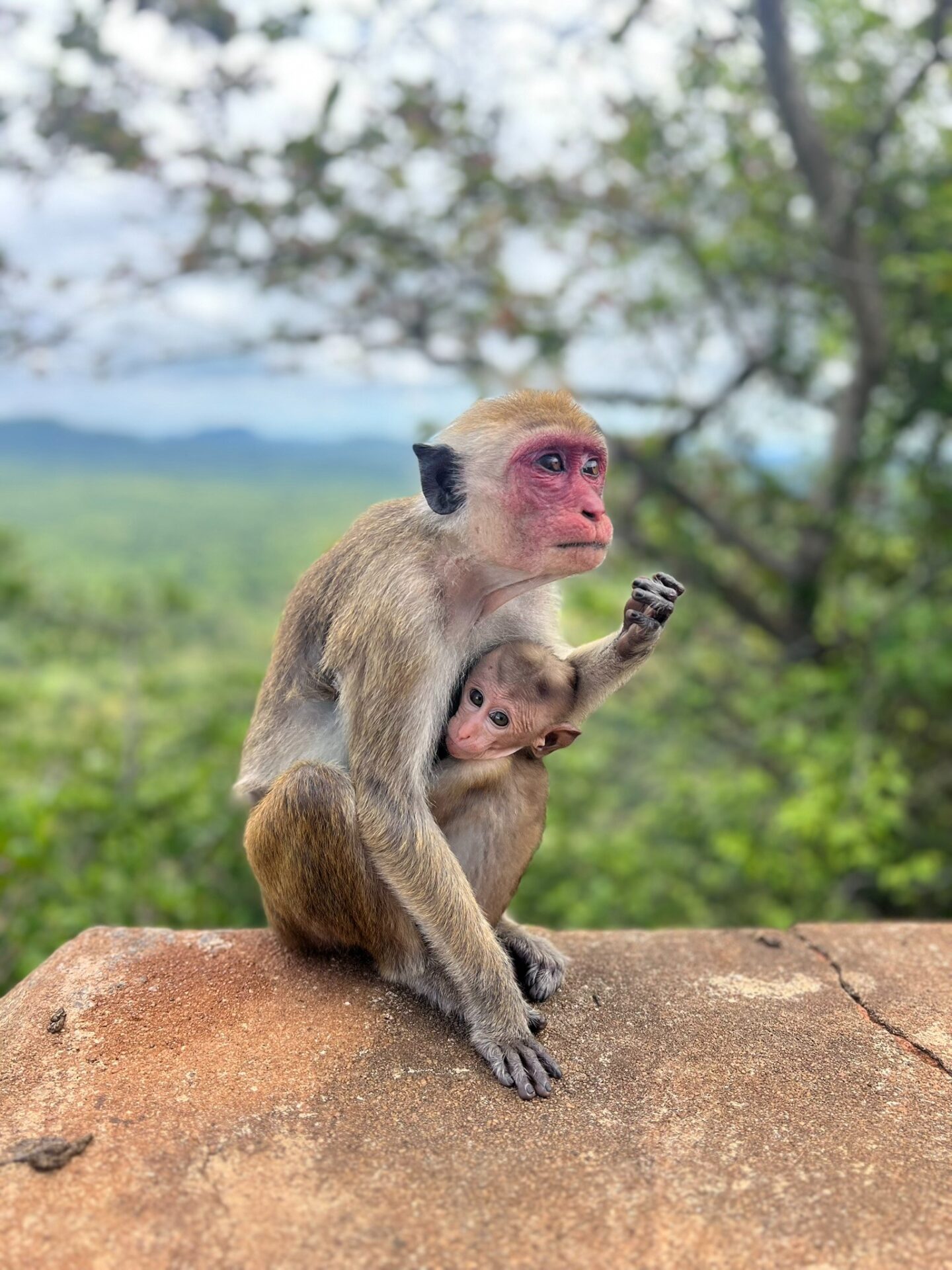 monkeys Sri Lanka