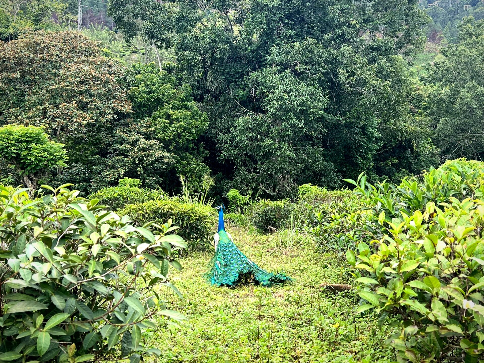 Ella Sri Lanka visiting