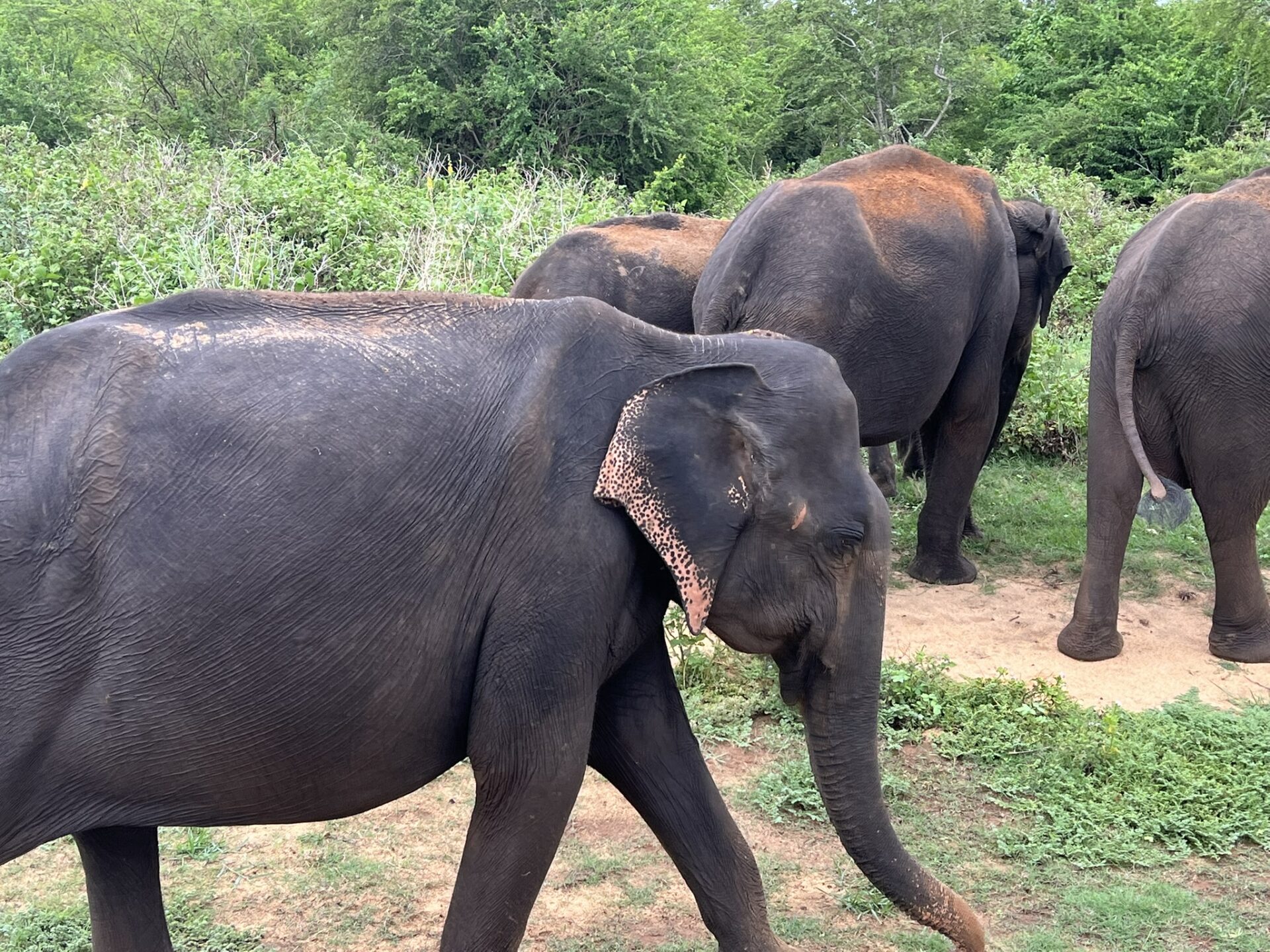 Going on an Elephant Safari in Sri Lanka