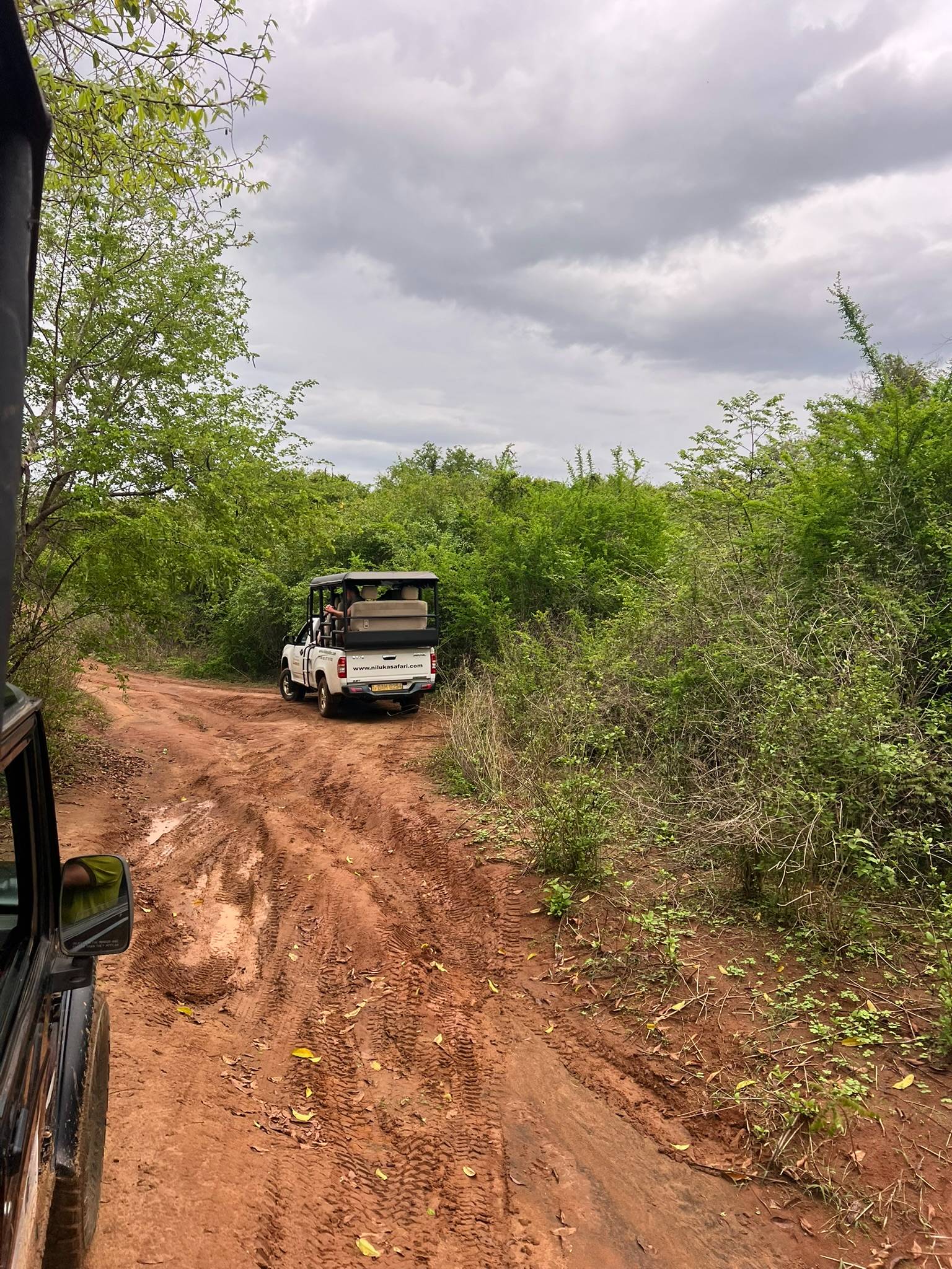 elephant safari Sri Lanka