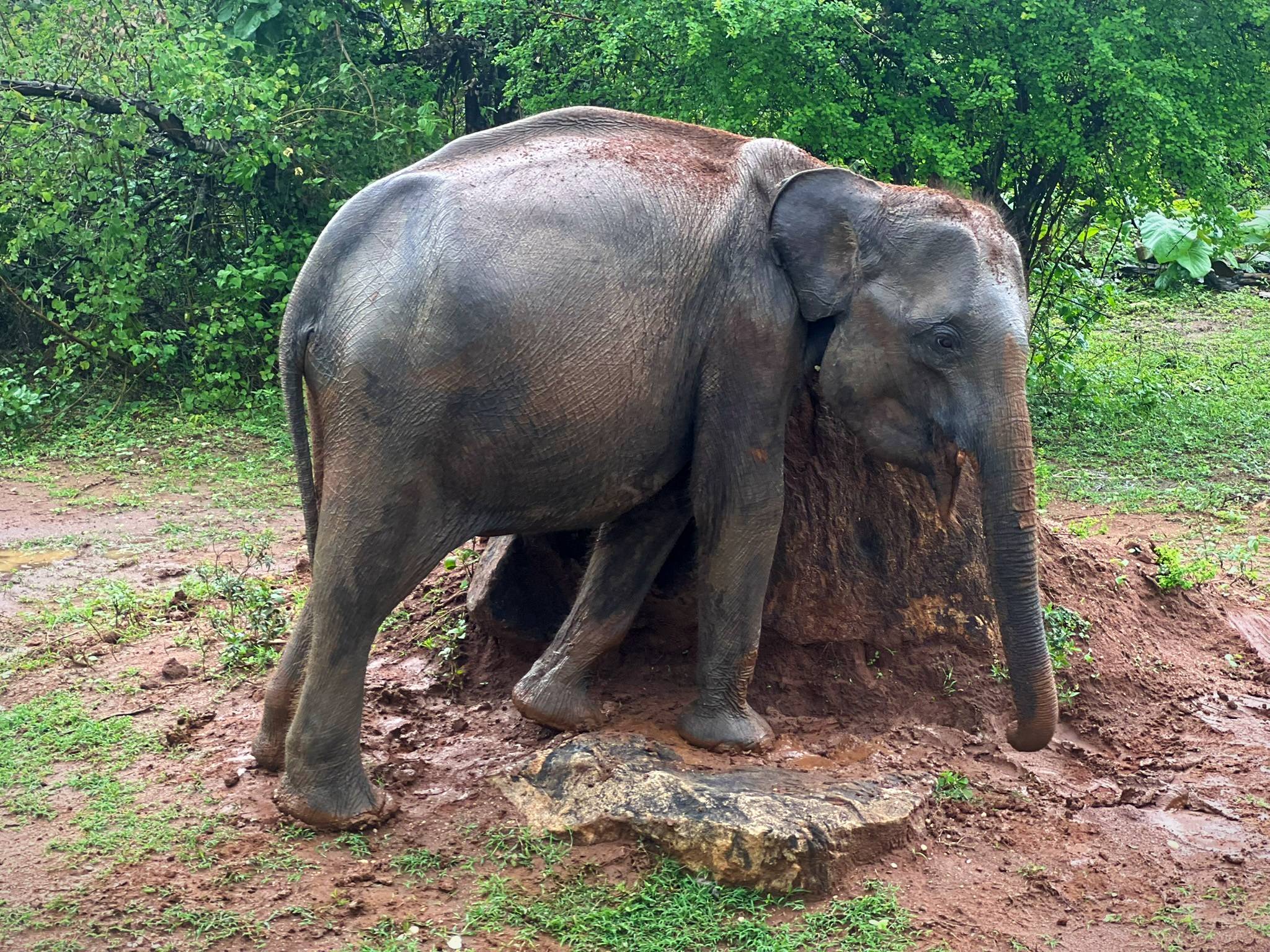 baby elephant Sri Lanka