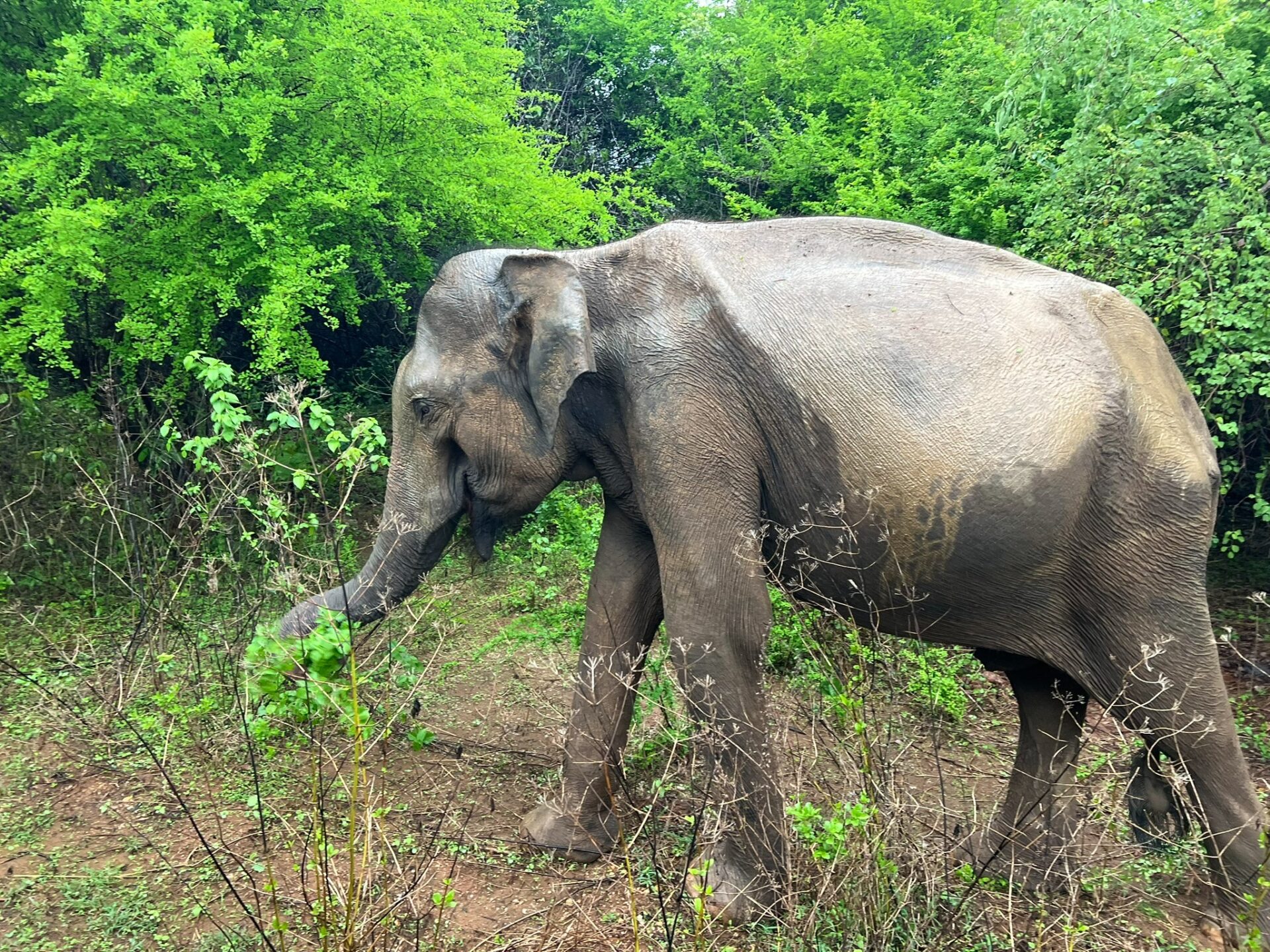 elephant safari Sri Lanka