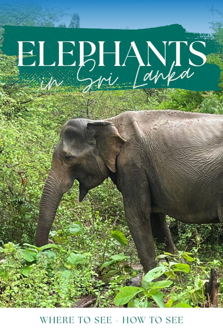 elephants in Sri Lanka