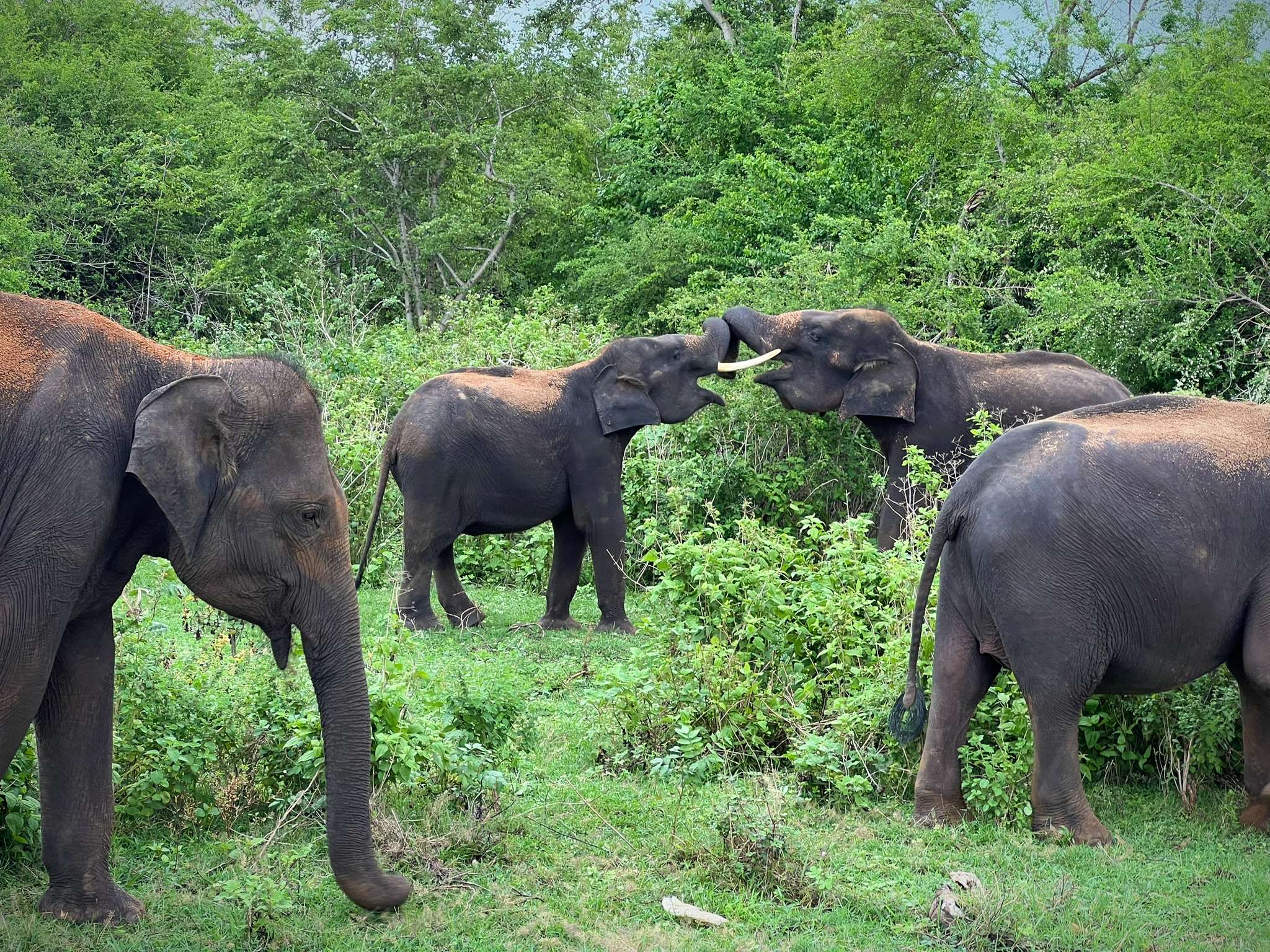 safari in Sri Lanka