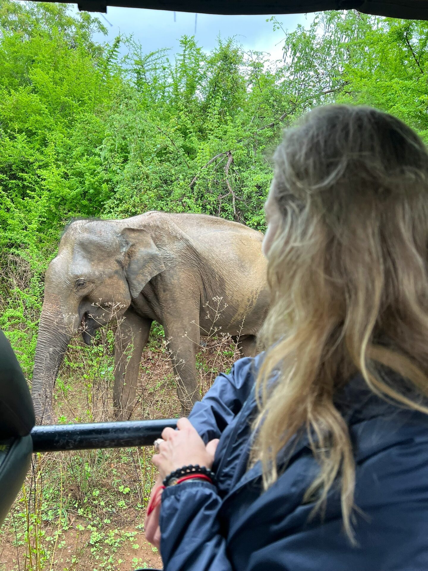 elephant safari in Sri Lanka