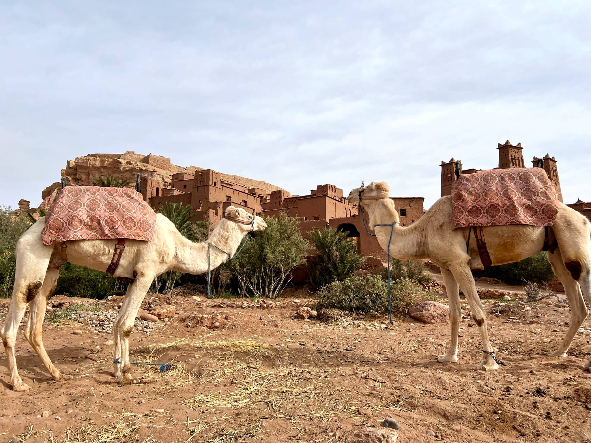 Top Tips & What to Know to Visit Morocco