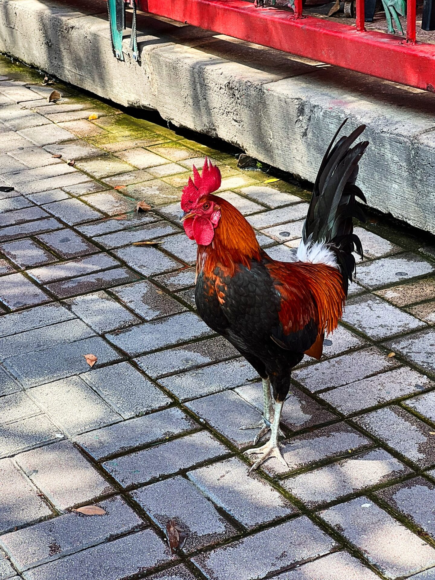 Key West roosters